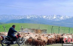 新疆边境县发展“一羊一花”特色产业 助力农牧民增收致富