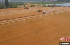 新疆阿克苏市夏收开镰 “麦”向丰收