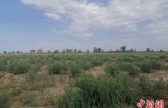 中国最大沙漠的东缘何以“披绿装”？