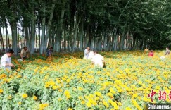 新疆莎车县：万寿菊花开“香满园” 村民增收“软黄金”