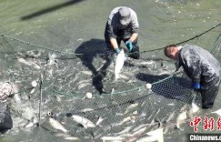 新疆：以“渔”为基 做好产业新文章