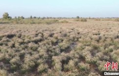 新疆尉犁：160万亩罗布麻迎盛花期 沙漠边缘现“粉色花海”