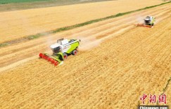 新疆昌吉州打造现代农业新“样板”