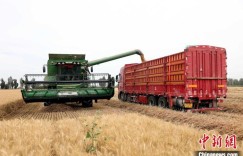 新疆兵团：小麦迎丰收 收割正当时