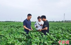 新疆兵团：科技让棉花田间管理更精准 助力节本增效