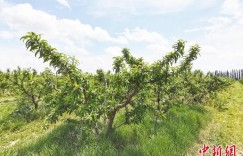 新疆兵团：果园里搞养殖 特色产业助力乡村振兴