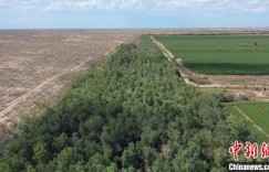 新疆兵团护林员马晓华植树造林28年守护生态