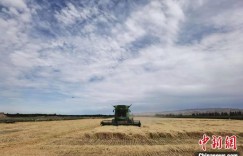 894.3公斤！石河子一麦田再创新疆冬小麦亩产新高