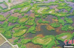新疆南部湿地“织就”彩绘图卷 色彩斑斓美不胜收（图）