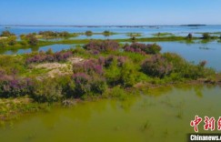 新疆巴州尉犁县737.7万亩红柳树迎来盛花期