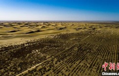 新疆兵团：沙漠边借自压灌溉系统种植中草药显成效