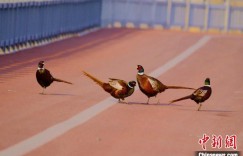 与野生小动物互动 新疆可克达拉市演绎别样生态故事