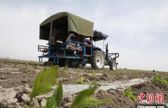 新疆焉耆垦区番茄移栽全面展开 机械移栽效率高