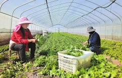 家门口赚钱 干活有劲头