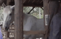 刘亦菲片场和马搞笑互动 同步摇头晃脑超可爱