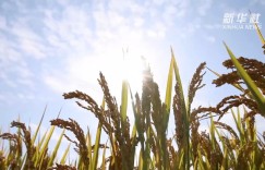 回眸2022｜彩色田野 铺展富足画卷