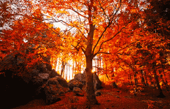 美到心颤！福建这6大彩林秘境即将上演，周末新耍法！