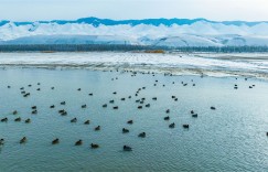 印象新疆·喀拉托海湖与野鸭